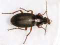 Calathus fuscipes